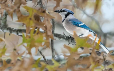 Harvest High Income Shares ETFs Announces October 2025 Distributions