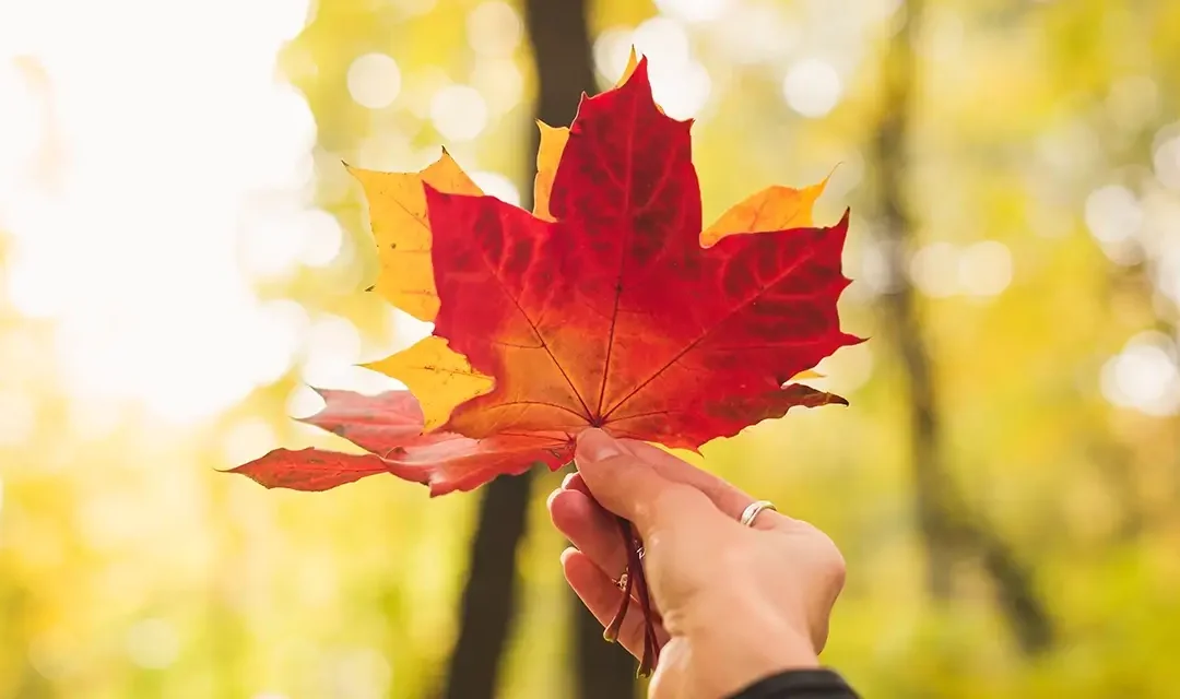 Canada Core | 3 Homegrown Harvest Income ETFs